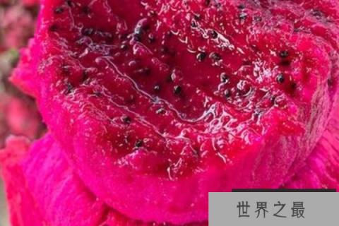 火龙果最新品种哪个好？口感最好的火龙果品种