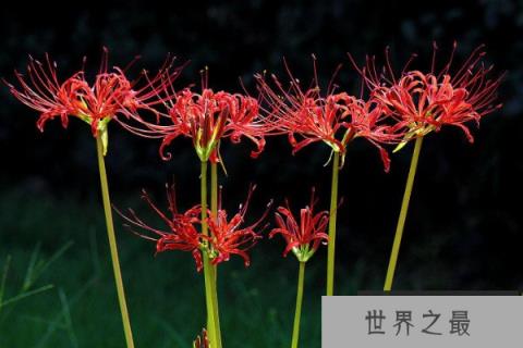 十大不吉利花排行榜：昙花上榜，彼岸花居榜首