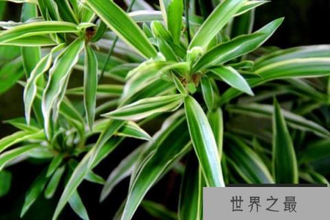 最适合家中摆放的四种植物：吊兰和白鹤芋双双入榜