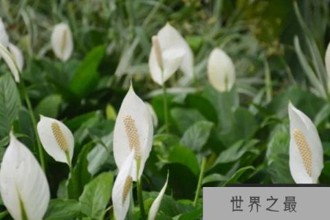 最适合家中摆放的四种植物：吊兰和白鹤芋双双入榜