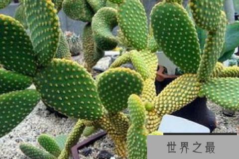 盘点四大最好养的植物：铜钱草上榜，仙人掌排榜首