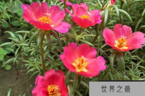 盘点四大最好养的植物：铜钱草上榜，仙人掌排榜首