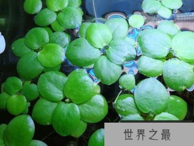 十种常见的水生植物：睡莲上榜，圆心萍位列第一