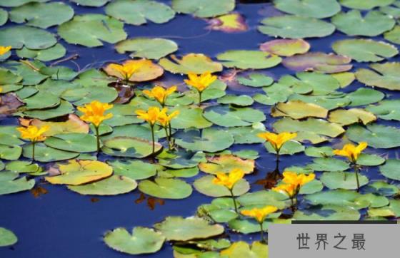 十种常见的水生植物：睡莲上榜，圆心萍位列第一