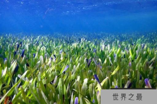 世界上最大的植物：面积200平方公里，长了4500年