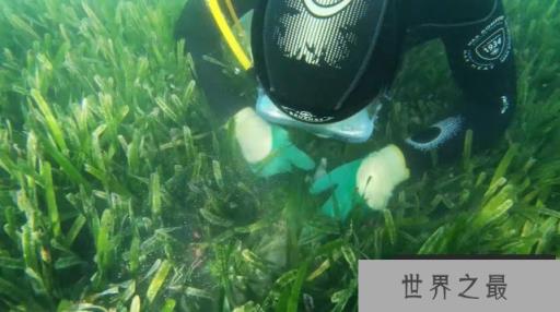 世界上最大的植物：面积200平方公里，长了4500年