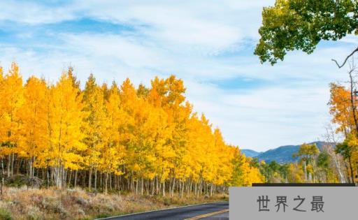 世界上最大的植物：面积200平方公里，长了4500年