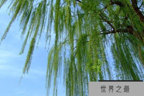 家里不可以种的树有哪些？家里不能种的十种树