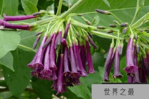 世间十大最妖艳的花：福寿草第四，千鸟草上榜