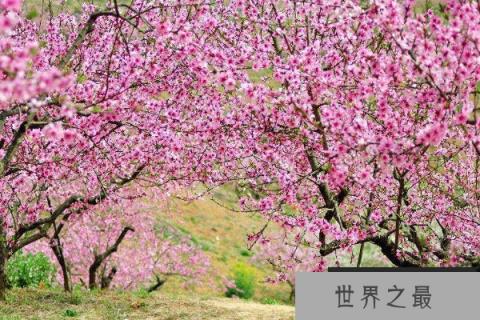 家里不可以种的树有哪些？家里不能种的十种树