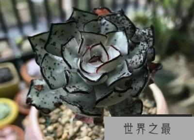 十大最贵的多肉排行榜，原始剑斯诺娃高居榜首