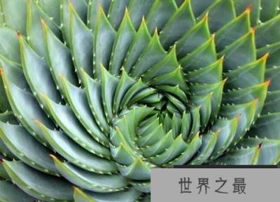 十大最贵的多肉排行榜，原始剑斯诺娃高居榜首