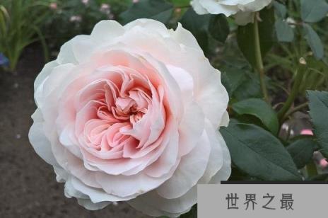 十大稀少月季花品种：最稀有的月季花品种有哪些？