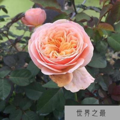 十大稀少月季花品种：最稀有的月季花品种有哪些？