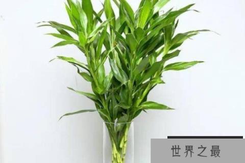 十二生肖养什么花旺财？十二生肖招财花