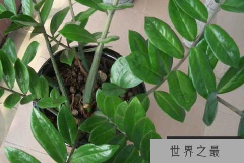 十二生肖养什么花旺财？十二生肖招财花