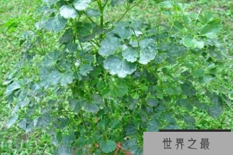 十二生肖养什么花旺财？十二生肖招财花