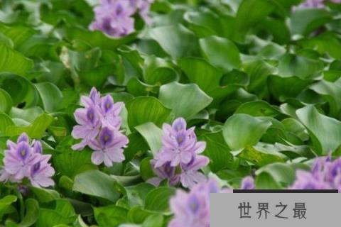 常见的浮水植物有哪些？十种浮水植物