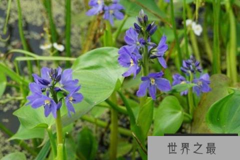 常见的浮水植物有哪些？十种浮水植物