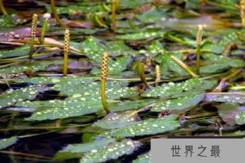 常见的浮水植物有哪些？十种浮水植物