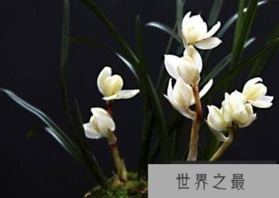 十种名贵的兰花品种：鬼兰仅第二，素冠荷鼎荣获冠军