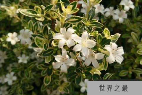 六月雪哪个品种最贵？最贵的六月雪排行榜