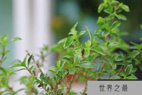 六月雪哪个品种最贵？最贵的六月雪排行榜