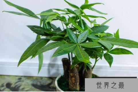 八种招财又旺宅的植物，发财树和富贵竹榜上有名