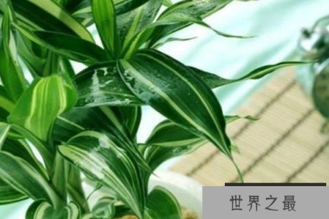 八种招财又旺宅的植物，发财树和富贵竹榜上有名