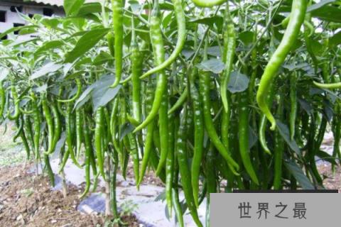 中国八大辣椒品种：灯笼椒上榜，线辣椒居榜首