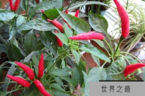 中国八大辣椒品种：灯笼椒上榜，线辣椒居榜首