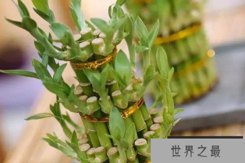 老板办公室放什么植物风水好？荣华竹位居榜首