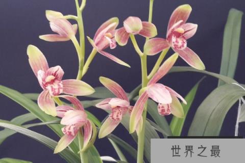 老板办公室放什么植物风水好？荣华竹位居榜首