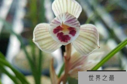 最名贵十种兰花：哪一种兰花比较名贵？