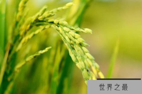 高产水稻前十名的品种，连粳11号排第一名