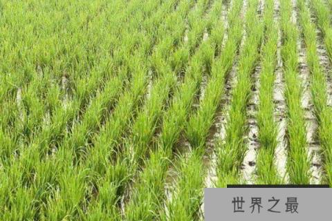 高产水稻前十名的品种，连粳11号排第一名