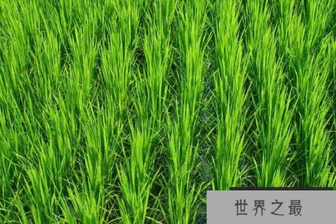 高产水稻前十名的品种，连粳11号排第一名