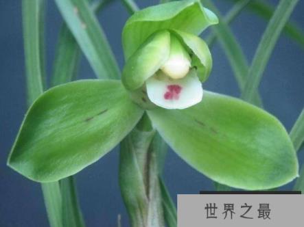 细数兰花十大最珍贵的品种，兰花最名贵的品种是什么？