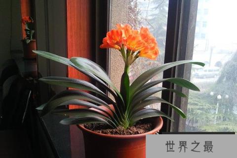 阳台养十种花最好旺财：阳台放什么植物最旺财？