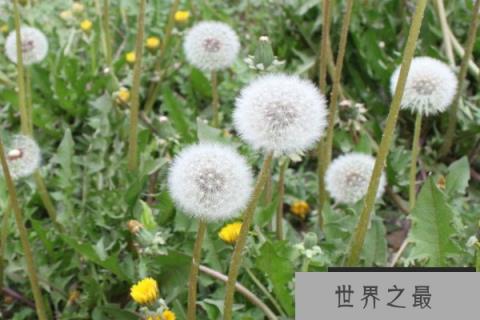 10种植物的传播方式，种子的特点及传播途径