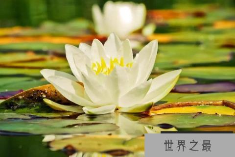 10种植物的传播方式，种子的特点及传播途径