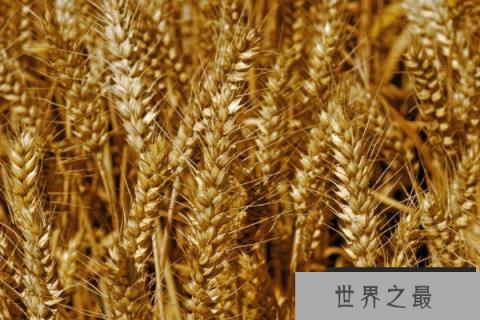 10种植物的传播方式，种子的特点及传播途径