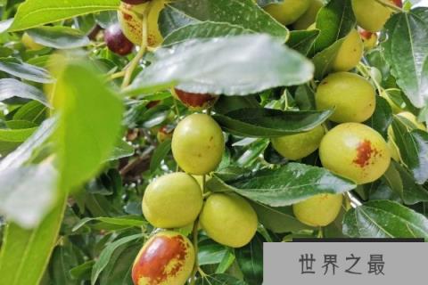 门前栽什么树能旺宅？门前最旺宅的风水树