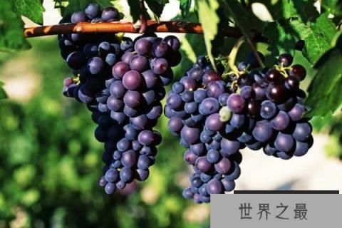 门前栽什么树能旺宅？门前最旺宅的风水树