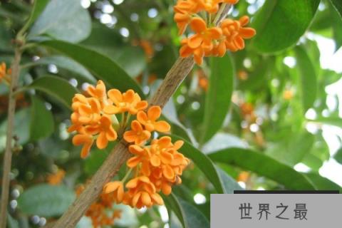 门前栽什么树能旺宅？门前最旺宅的风水树