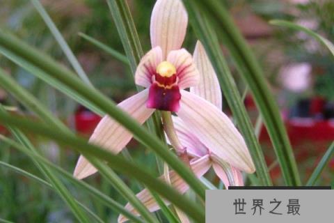 哪种兰花最名贵？最名贵的10种兰花价格