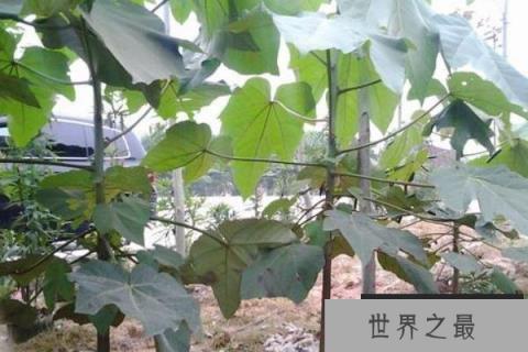 世界上生长最快的树，轻木一年能长5-6米