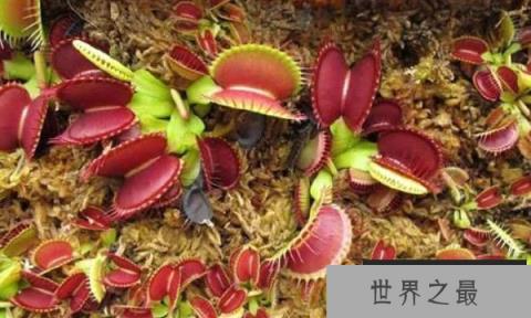 肉食植物都有哪些？世界十大食肉植物排行榜