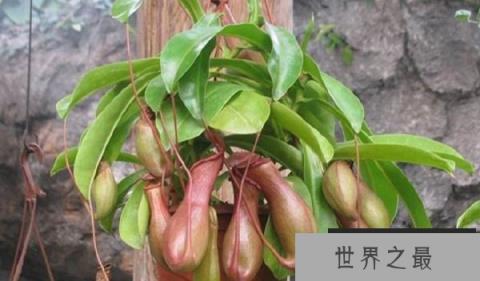 肉食植物都有哪些？世界十大食肉植物排行榜