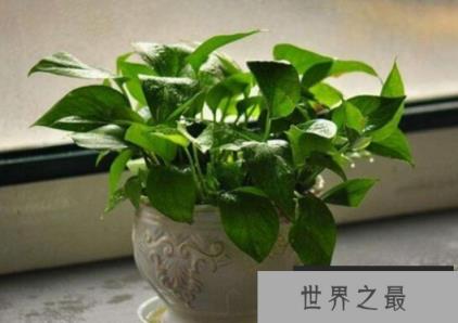 除甲醛的绿植有哪些